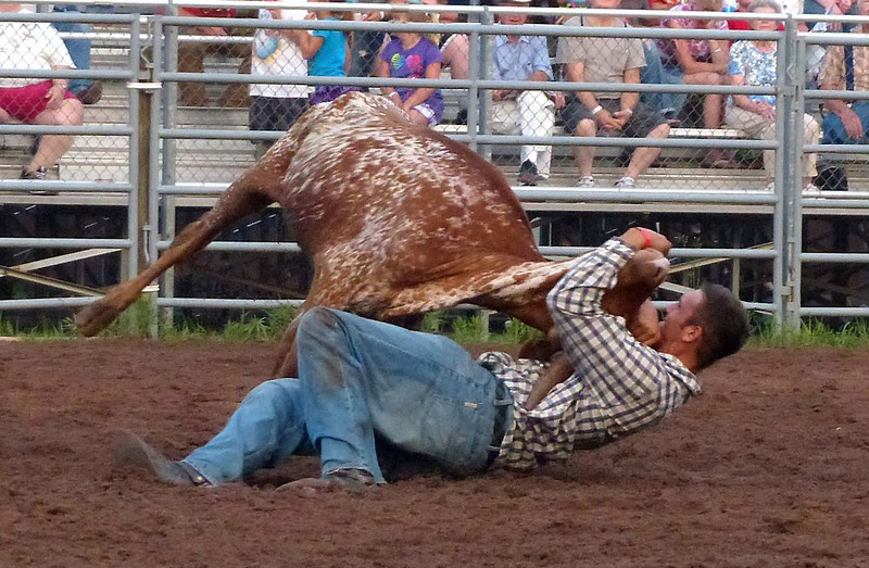 Steer Wrestling Image